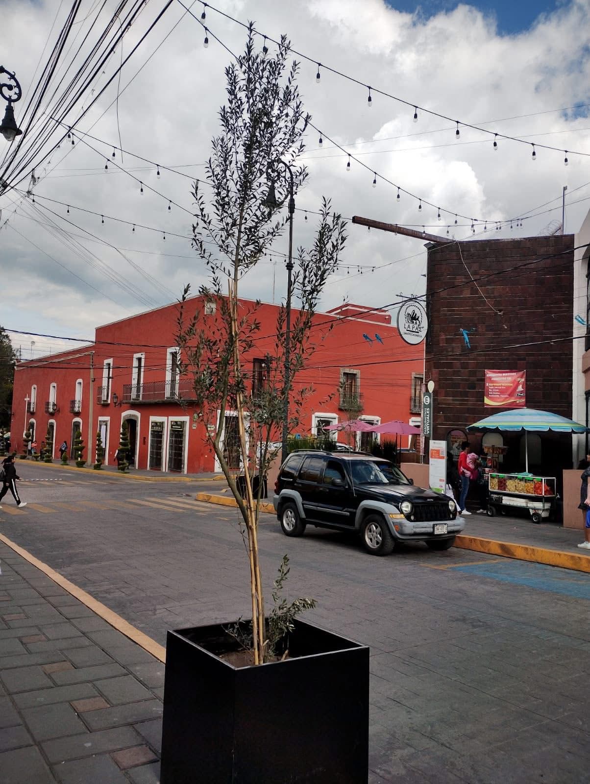 Huamantla impulsa la reforestación urbana con la colocación de árboles de olivo